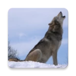 wolf howl sound android application logo